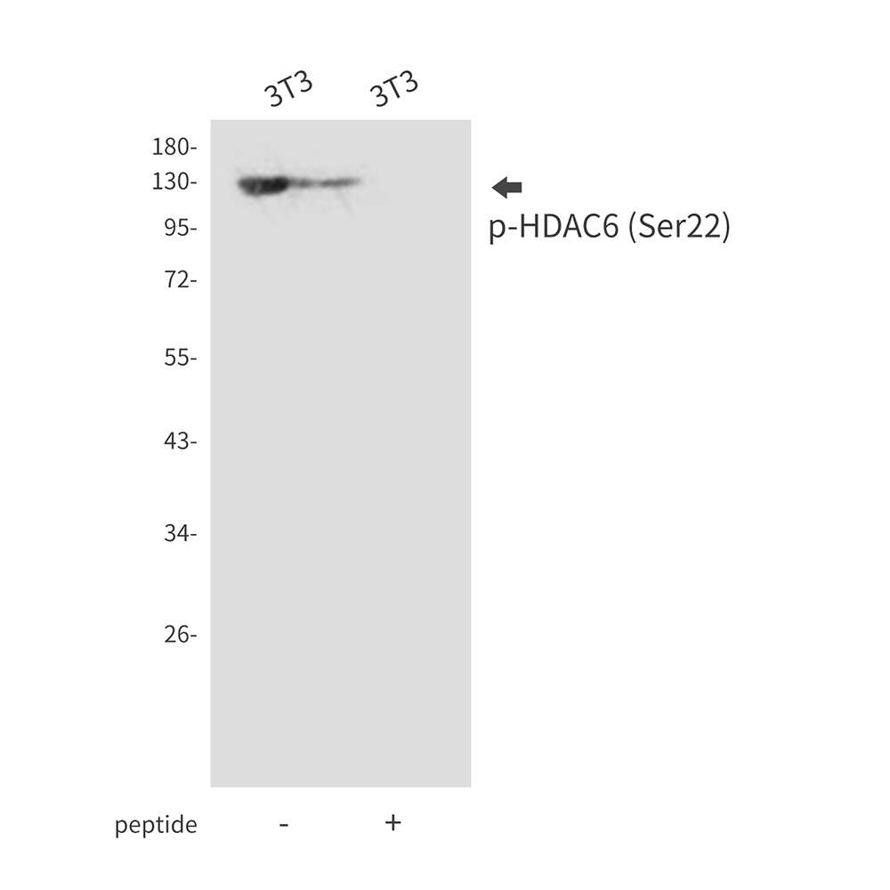 Rabbit Polyclonal Antibody to Phospho-HDAC6 (Ser22)