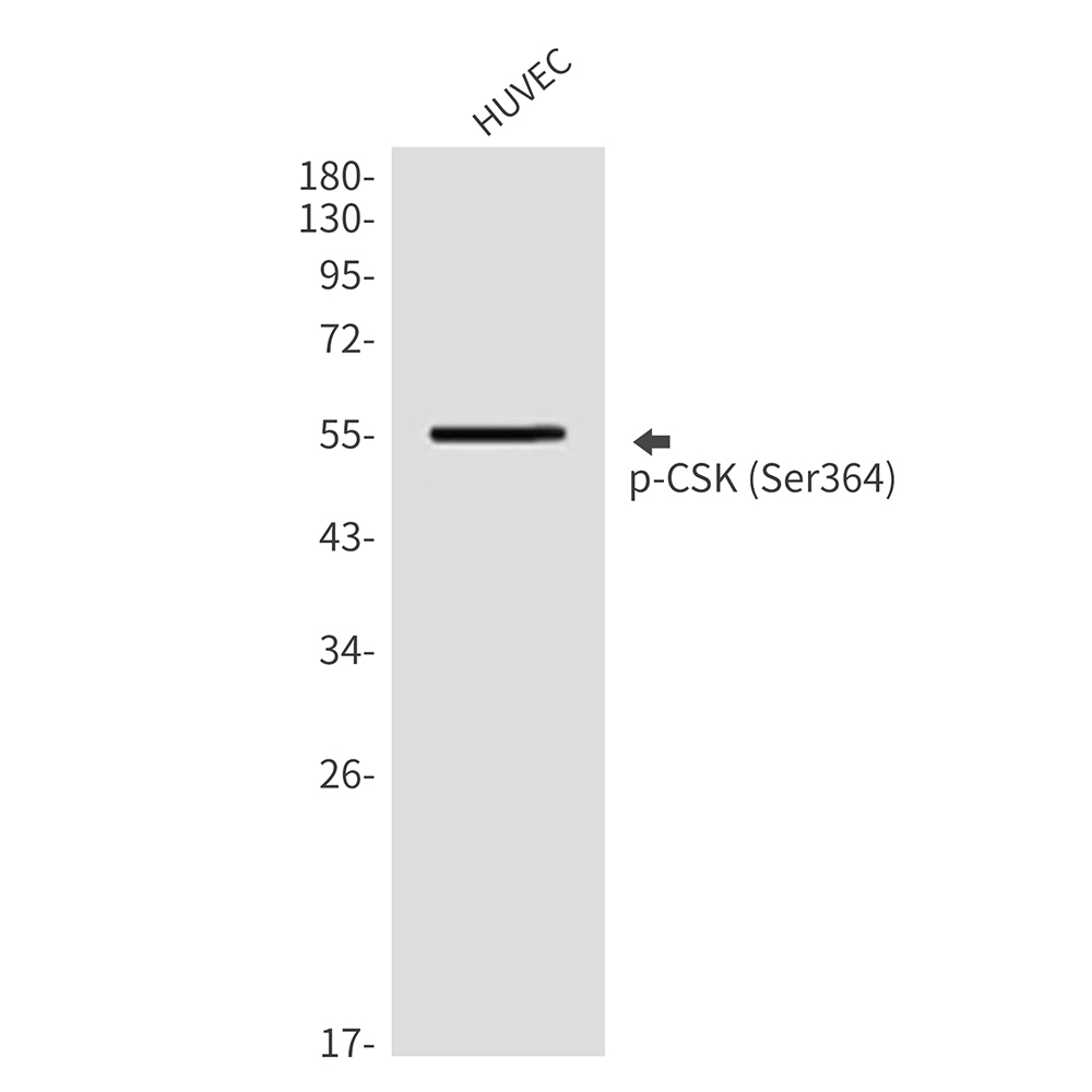 Rabbit Polyclonal Antibody to Phospho-CSK (Ser364)