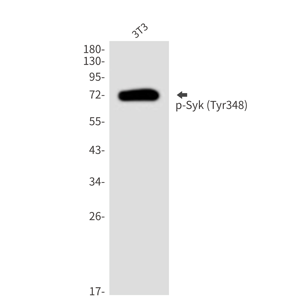 Rabbit Polyclonal Antibody to Phospho-Syk (Tyr348)