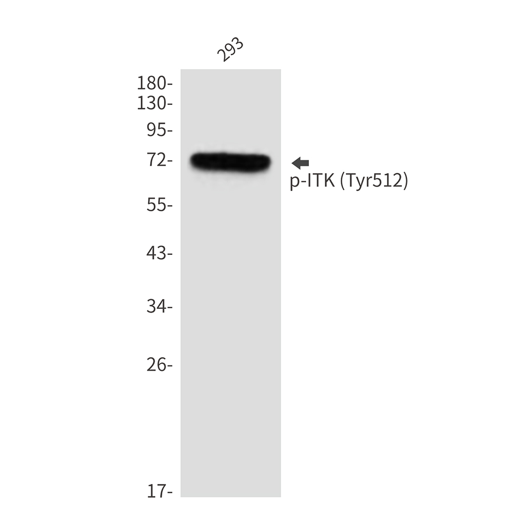 Rabbit Polyclonal Antibody to Phospho-ITK (Tyr512)