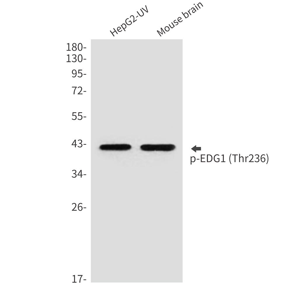 Rabbit Polyclonal Antibody to Phospho-EDG1 (Thr236)