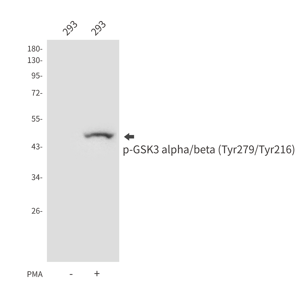 Rabbit Polyclonal Antibody to Phospho-GSK3 (Tyr279/Tyr216)