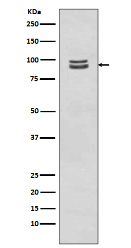 Rabbit Polyclonal Antibody to Phospho-STAT3 (Ser727)