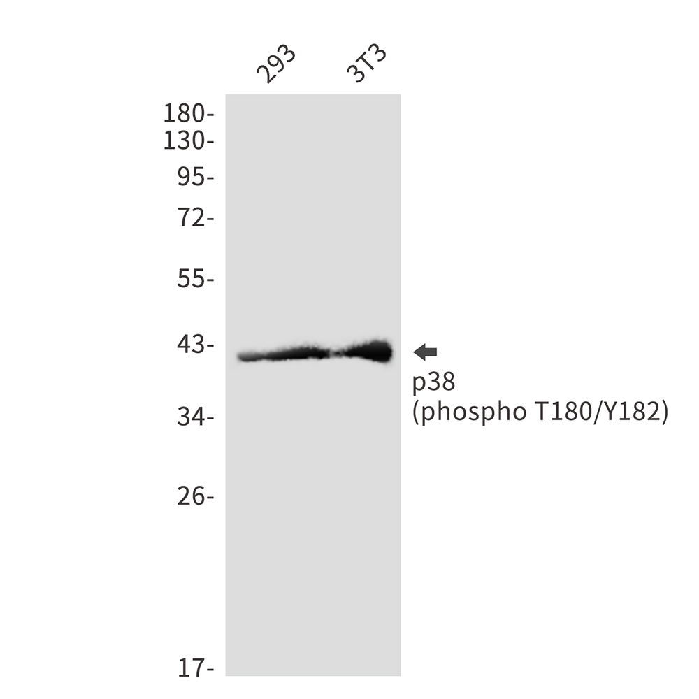 Rabbit Polyclonal Antibody to Phospho-p38 (Thr180/Tyr182)