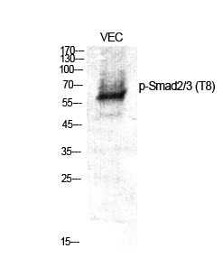 Rabbit Polyclonal Antibody to Phospho-Smad2/3 (Thr8)