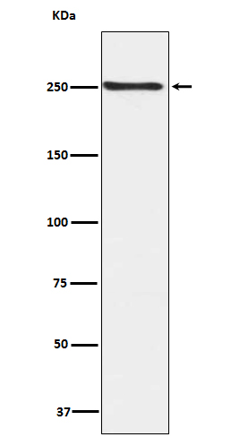 Rabbit Polyclonal Antibody to Phospho-mTOR (Ser2448)