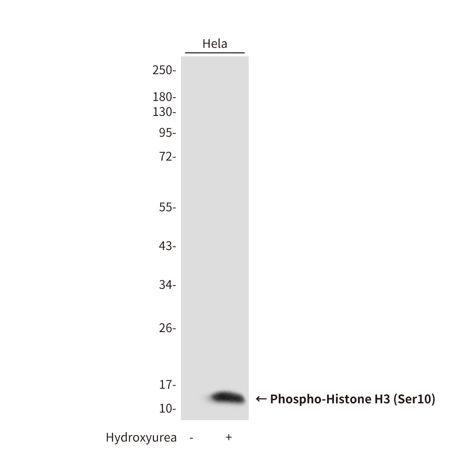 Rabbit Polyclonal Antibody to Phospho-Histone H3 (Ser10)