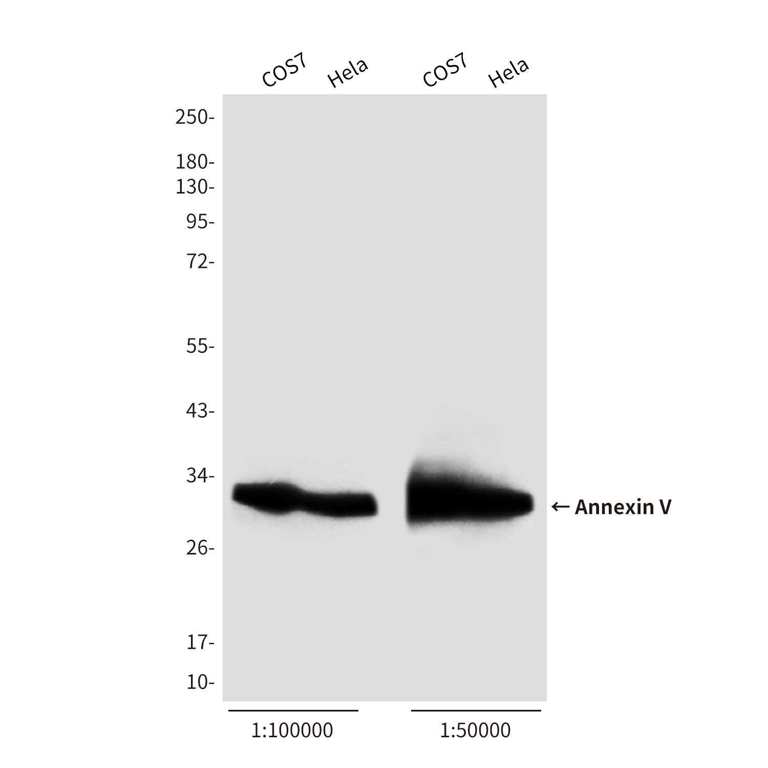 Rabbit Polyclonal Antibody to Annexin V (HRP)