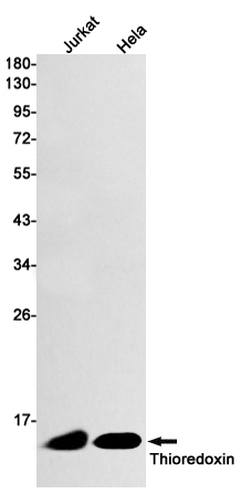 Rabbit Monoclonal Antibody to Thioredoxin