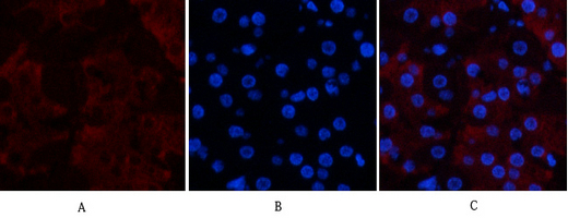 Mouse Monoclonal Antibody to CD23