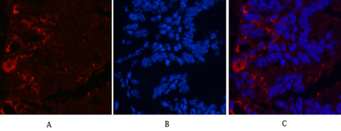 Mouse Monoclonal Antibody to KIF7