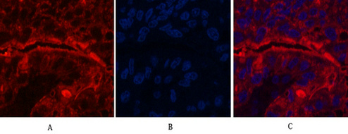 Mouse Monoclonal Antibody to CD15
