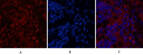 Mouse Monoclonal Antibody to CD4