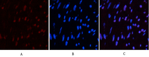 Mouse Monoclonal Antibody to CD10