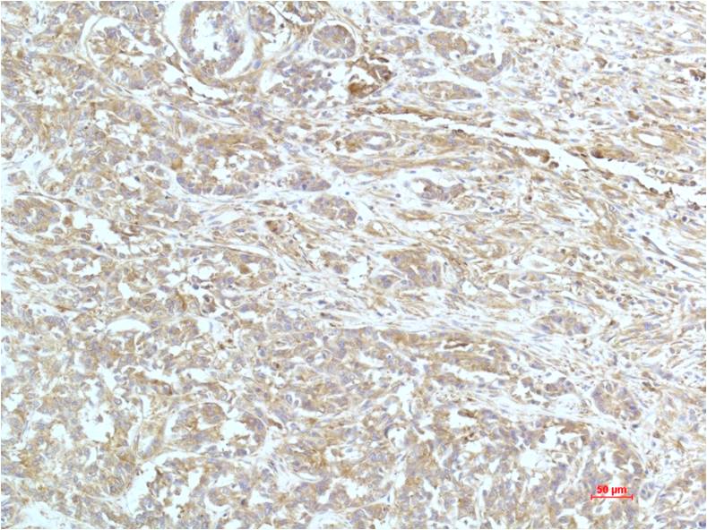 Mouse Monoclonal Antibody to alpha Actinin