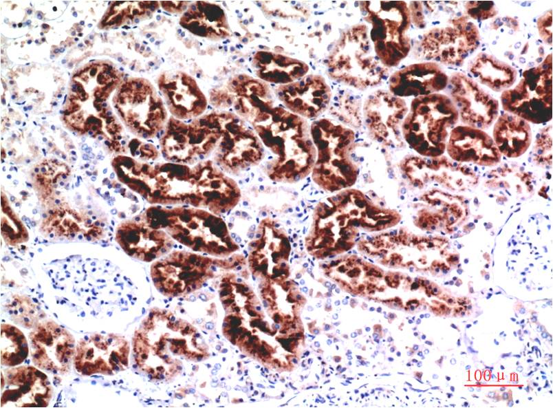 Mouse Monoclonal Antibody to Cystatin C
