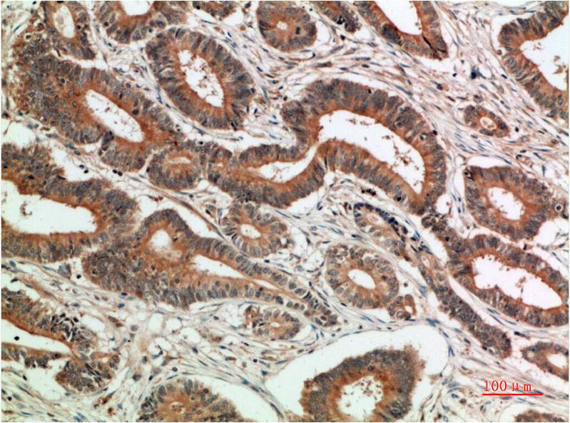 Mouse Monoclonal Antibody to c-Jun