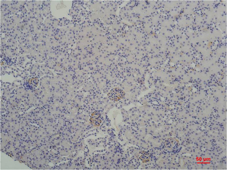 Mouse Monoclonal Antibody to TATA Box Binding Protein