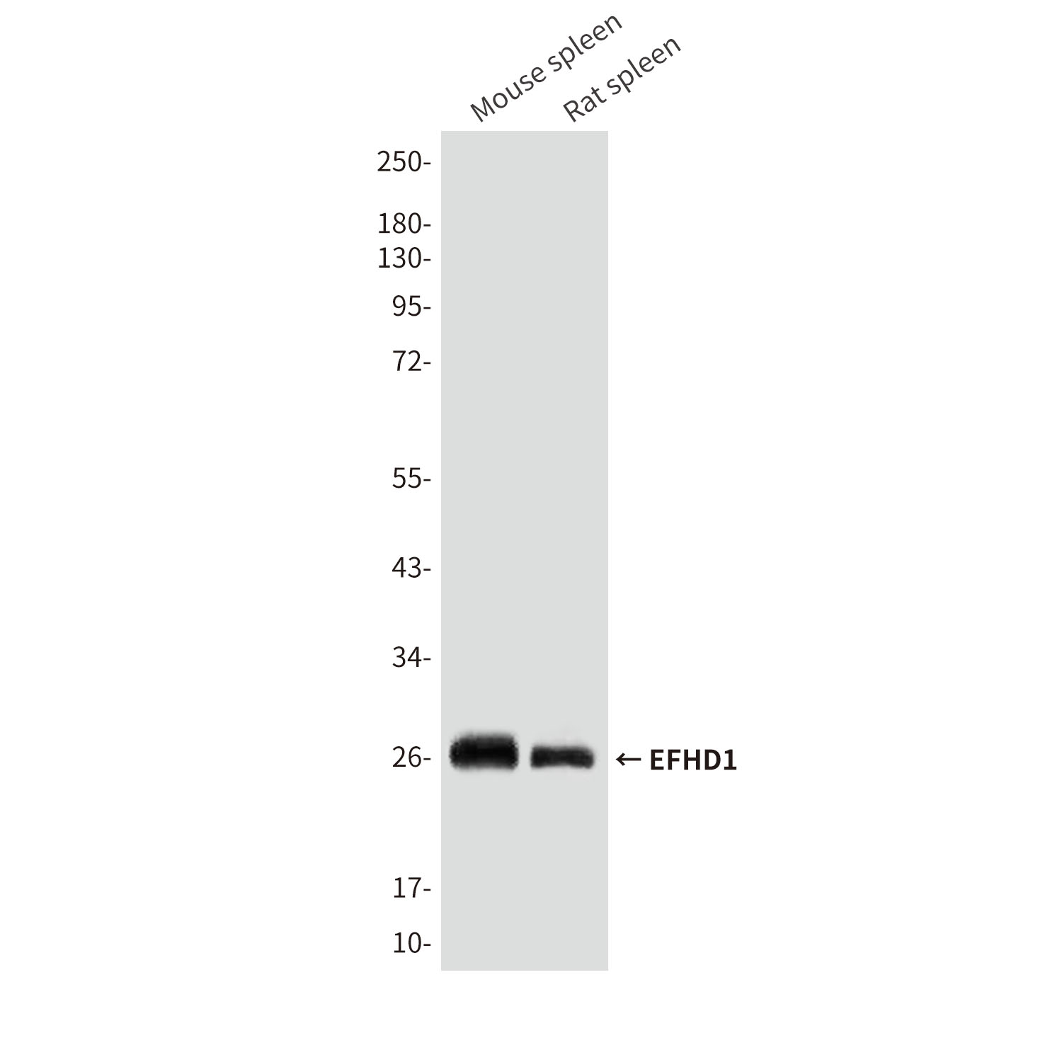 Mouse Monoclonal Antibody to EFHD1