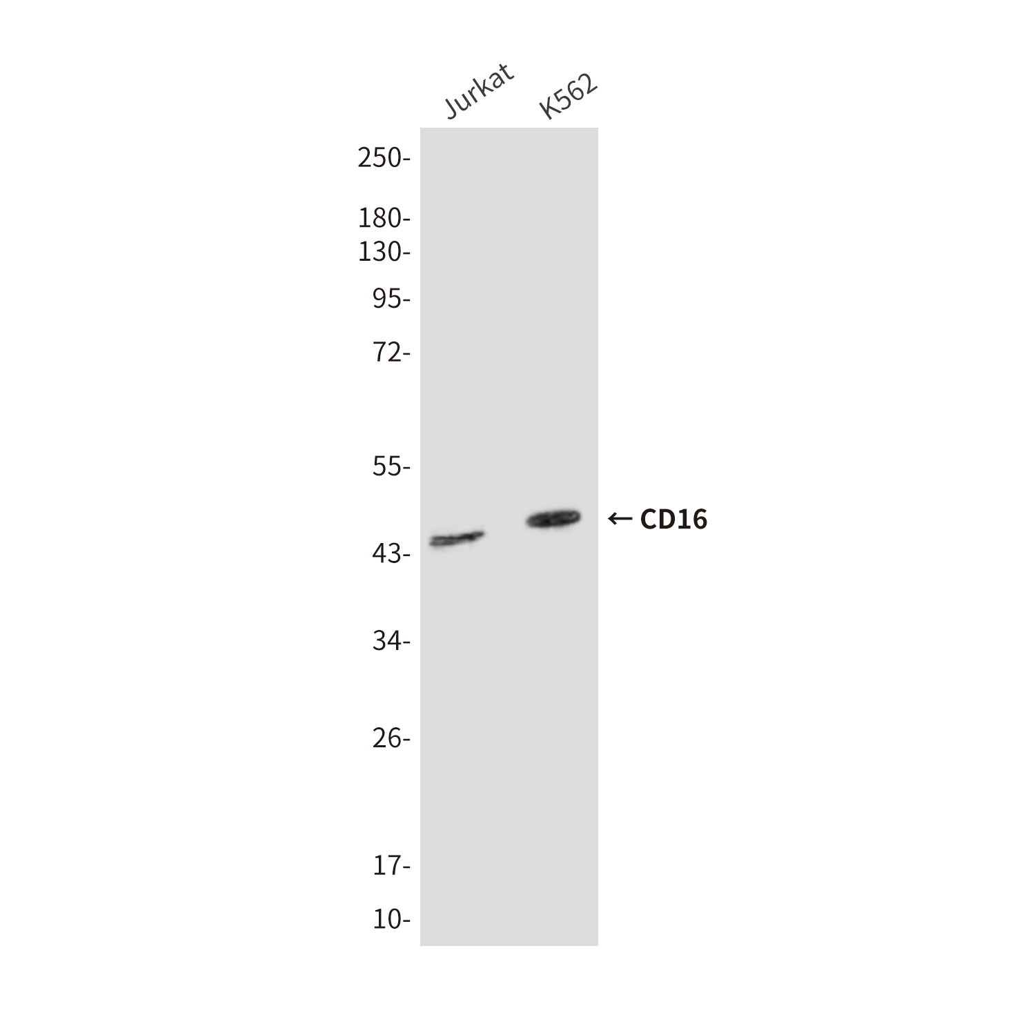 Mouse Monoclonal Antibody to CD16