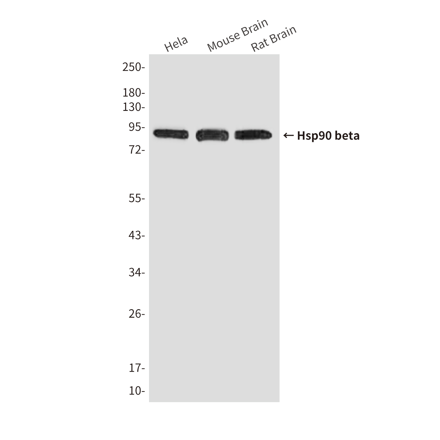 Mouse Monoclonal Antibody to Hsp90 beta