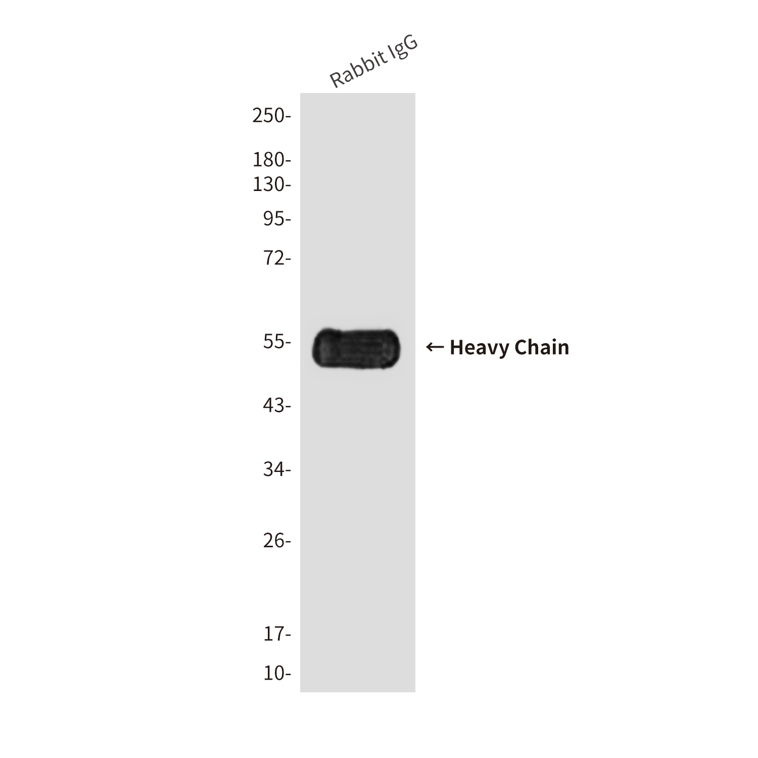 Mouse Monoclonal Antibody to Rabbit IgG Fc