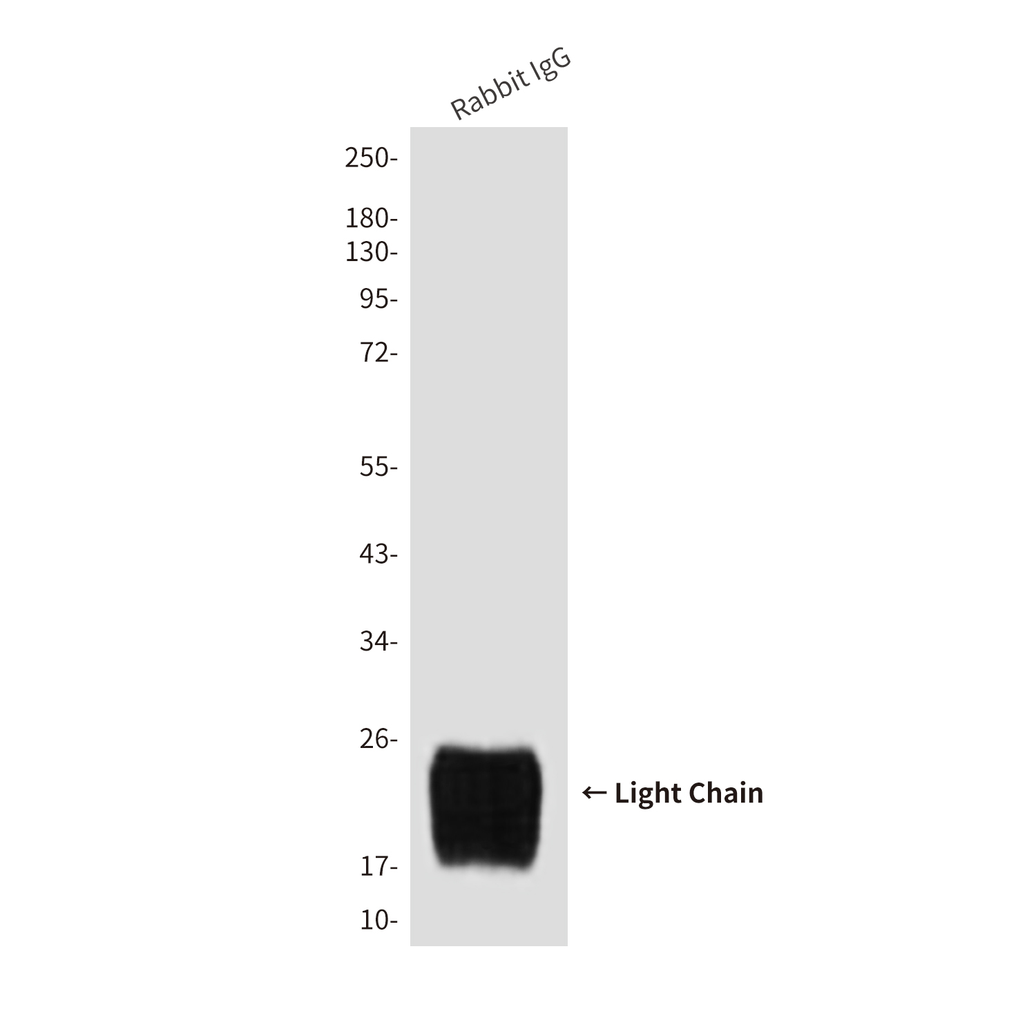 Mouse Monoclonal Antibody to Rabbit IgG Light Chain
