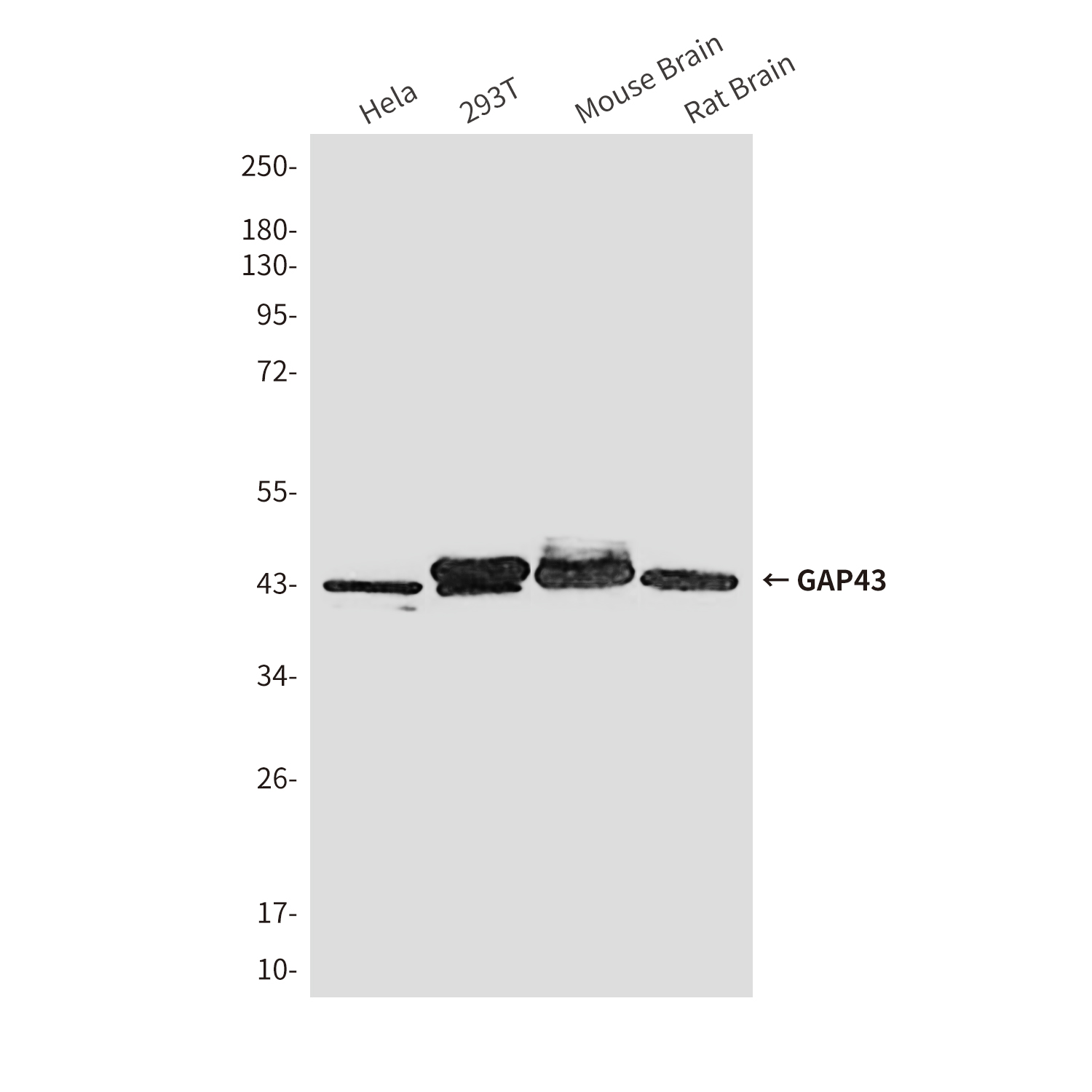 Mouse Monoclonal Antibody to GAP43