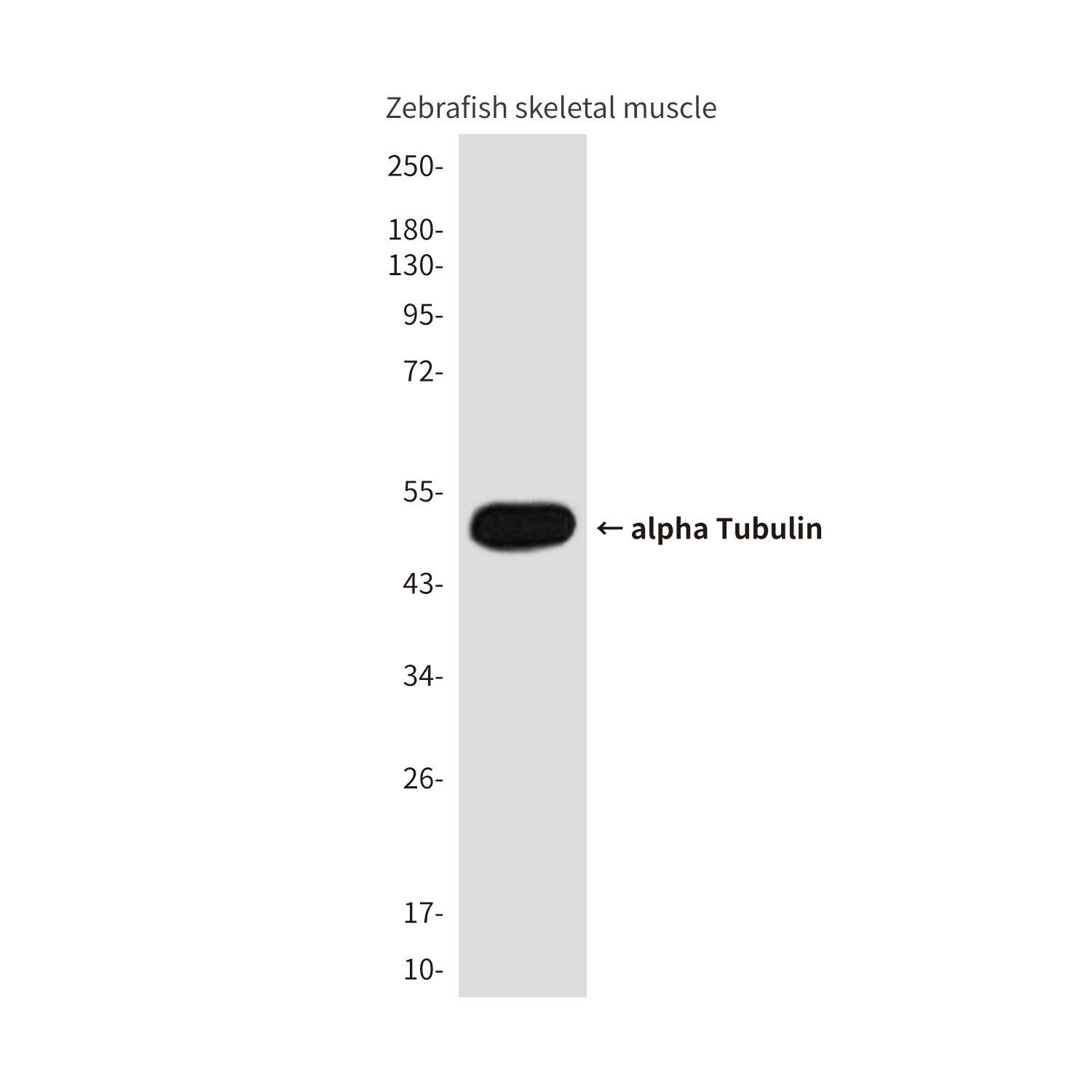 Mouse Monoclonal Antibody to alpha Tubulin (Zebrafish Specific)