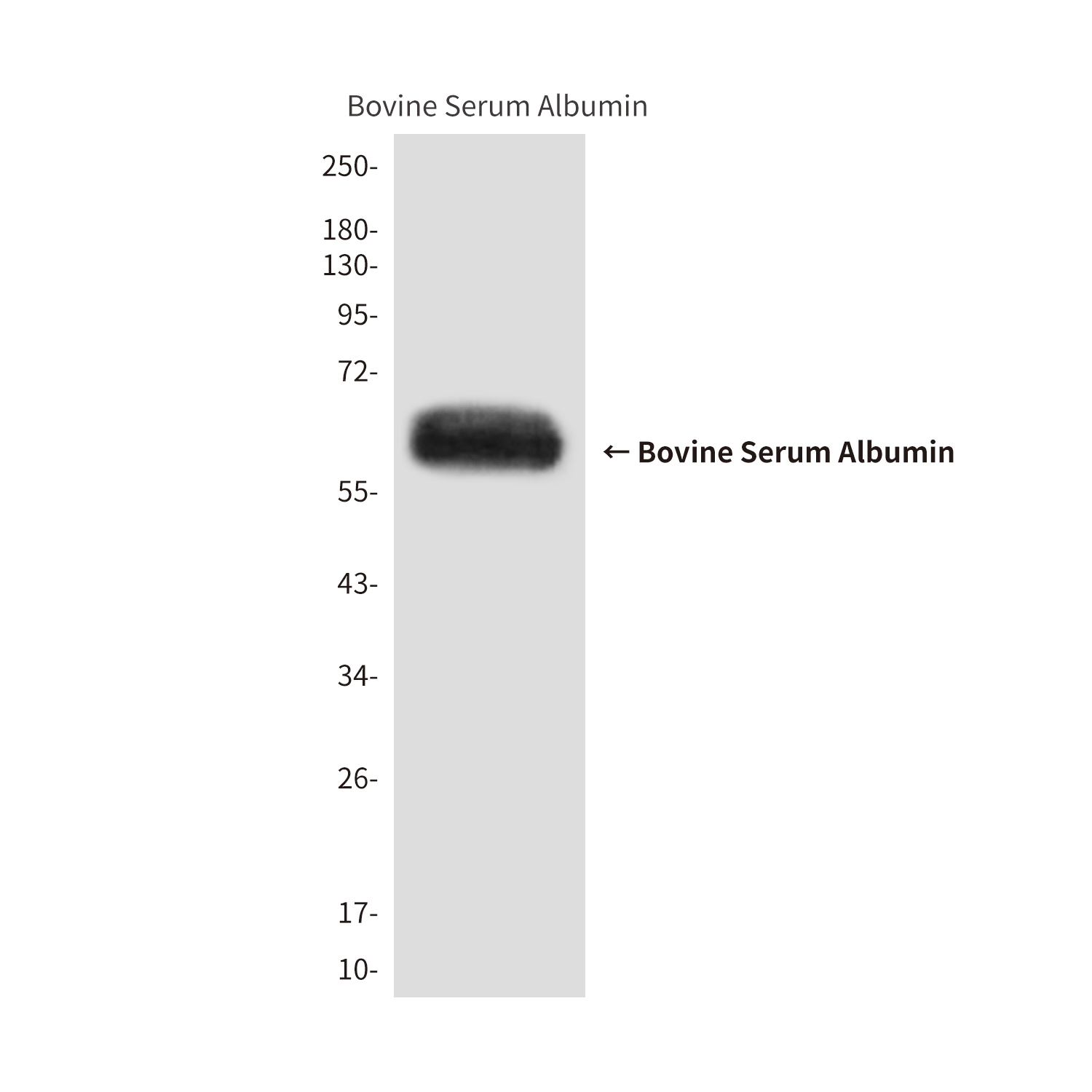 Mouse Monoclonal Antibody to Bovine Serum Albumin
