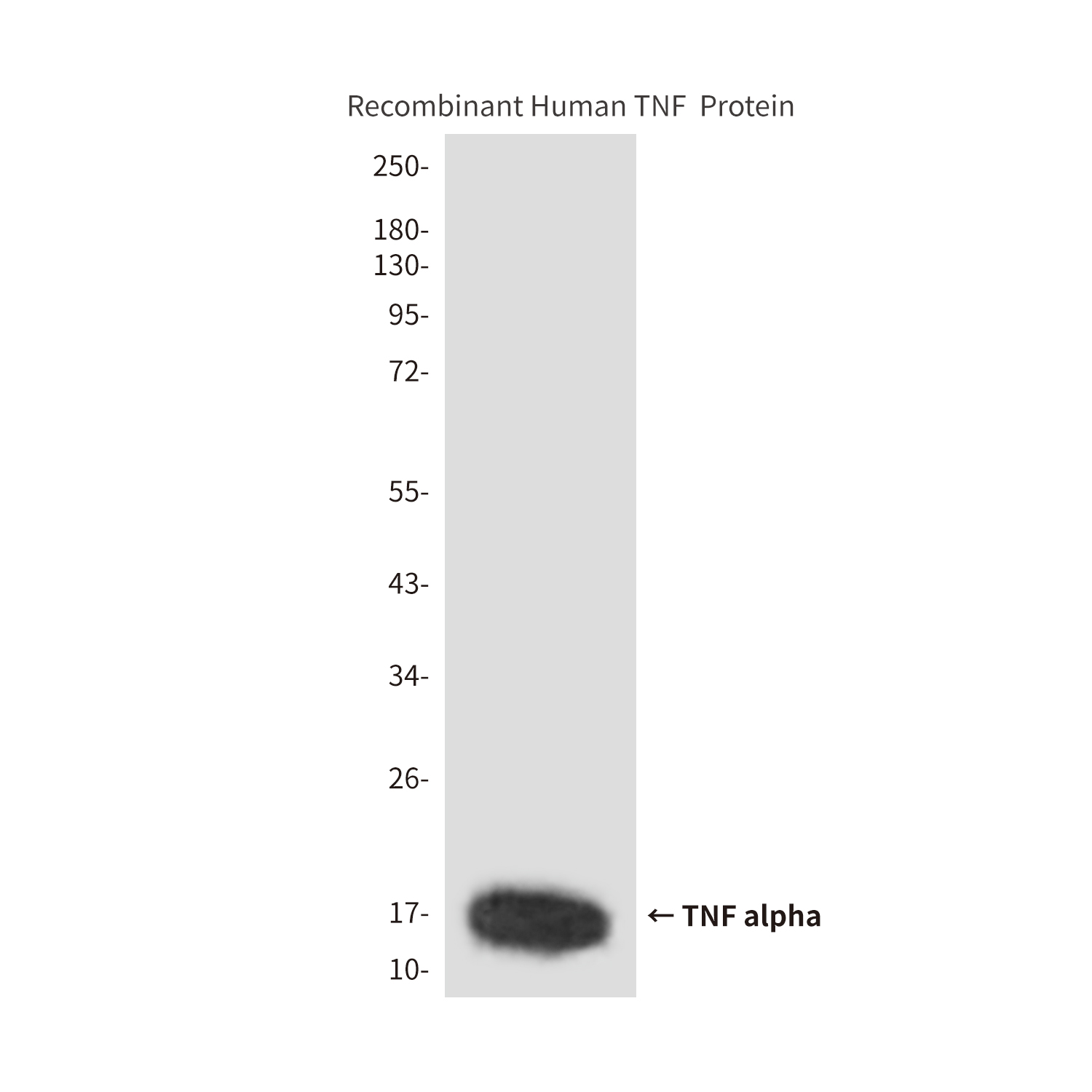 Mouse Monoclonal Antibody to TNF alpha