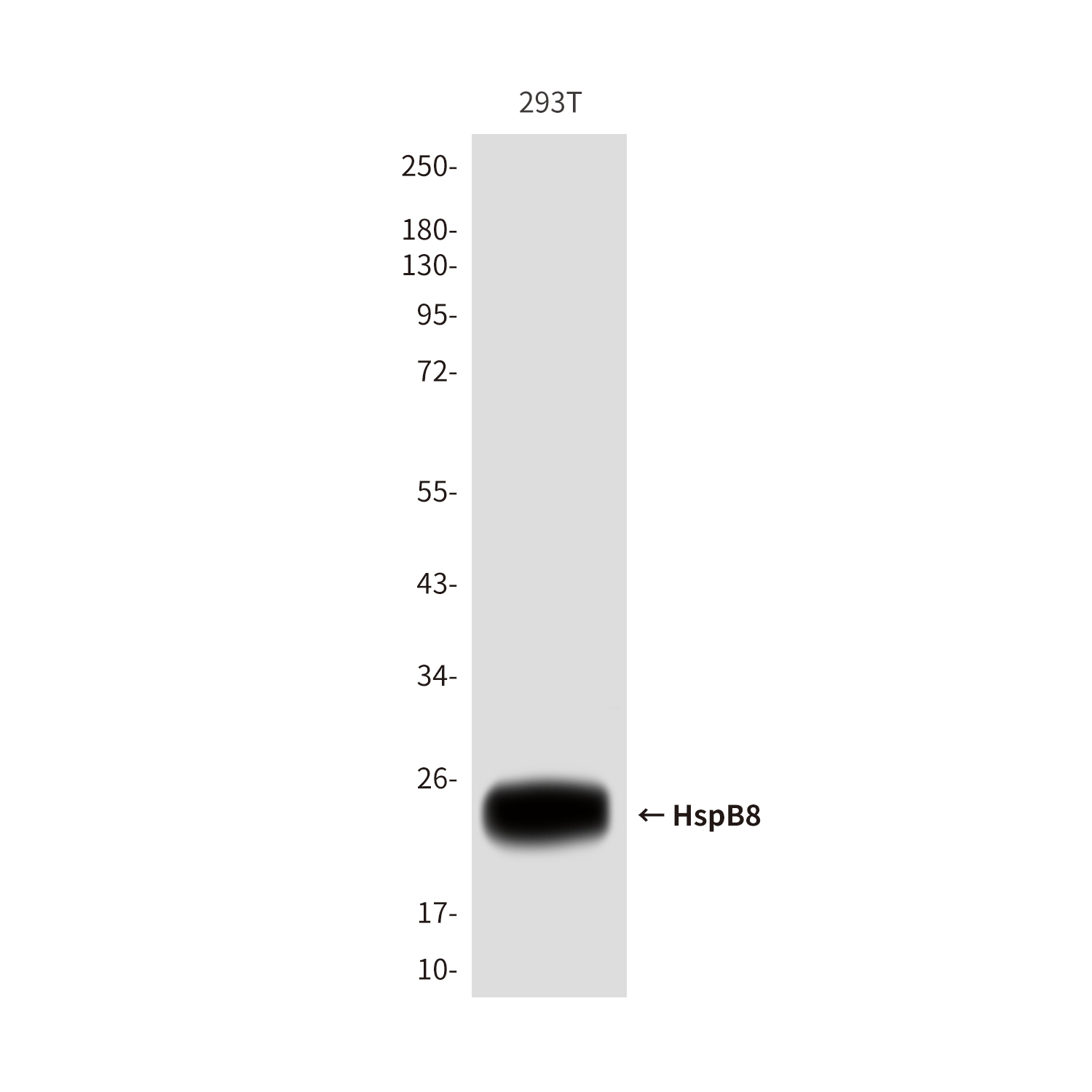 Mouse Monoclonal Antibody to HspB8