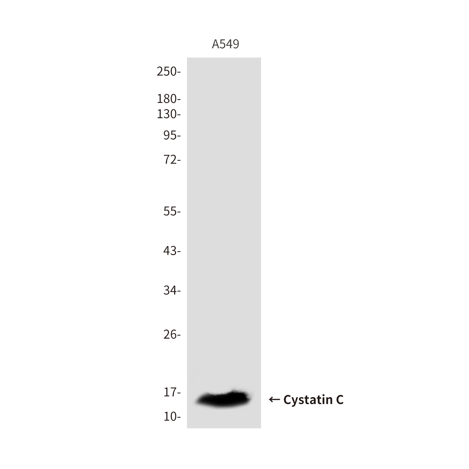 Mouse Monoclonal Antibody to Cystatin C