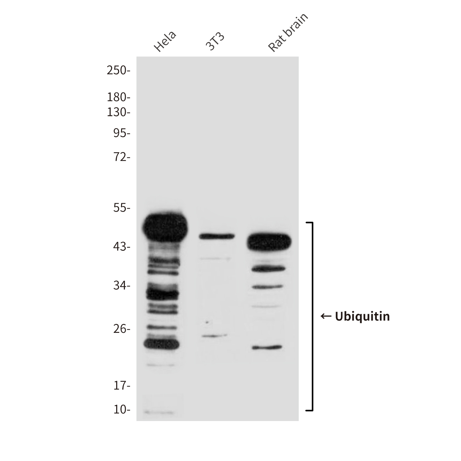 Mouse Monoclonal Antibody to Ubiquitin