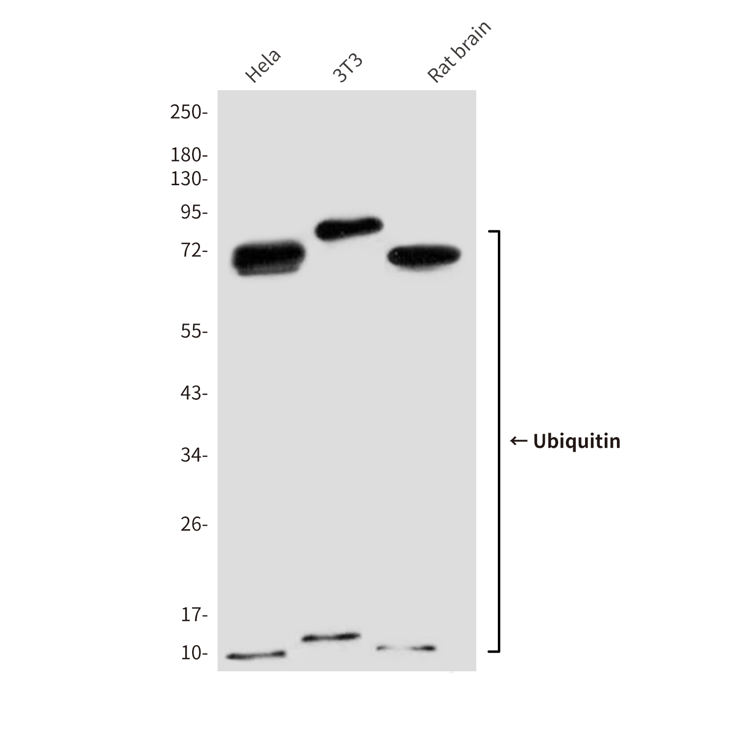 Mouse Monoclonal Antibody to Ubiquitin