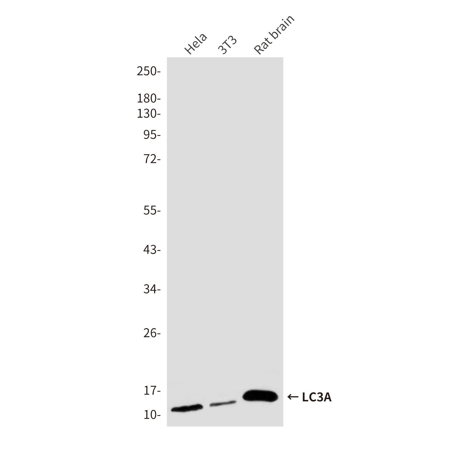 Mouse Monoclonal Antibody to LC3A