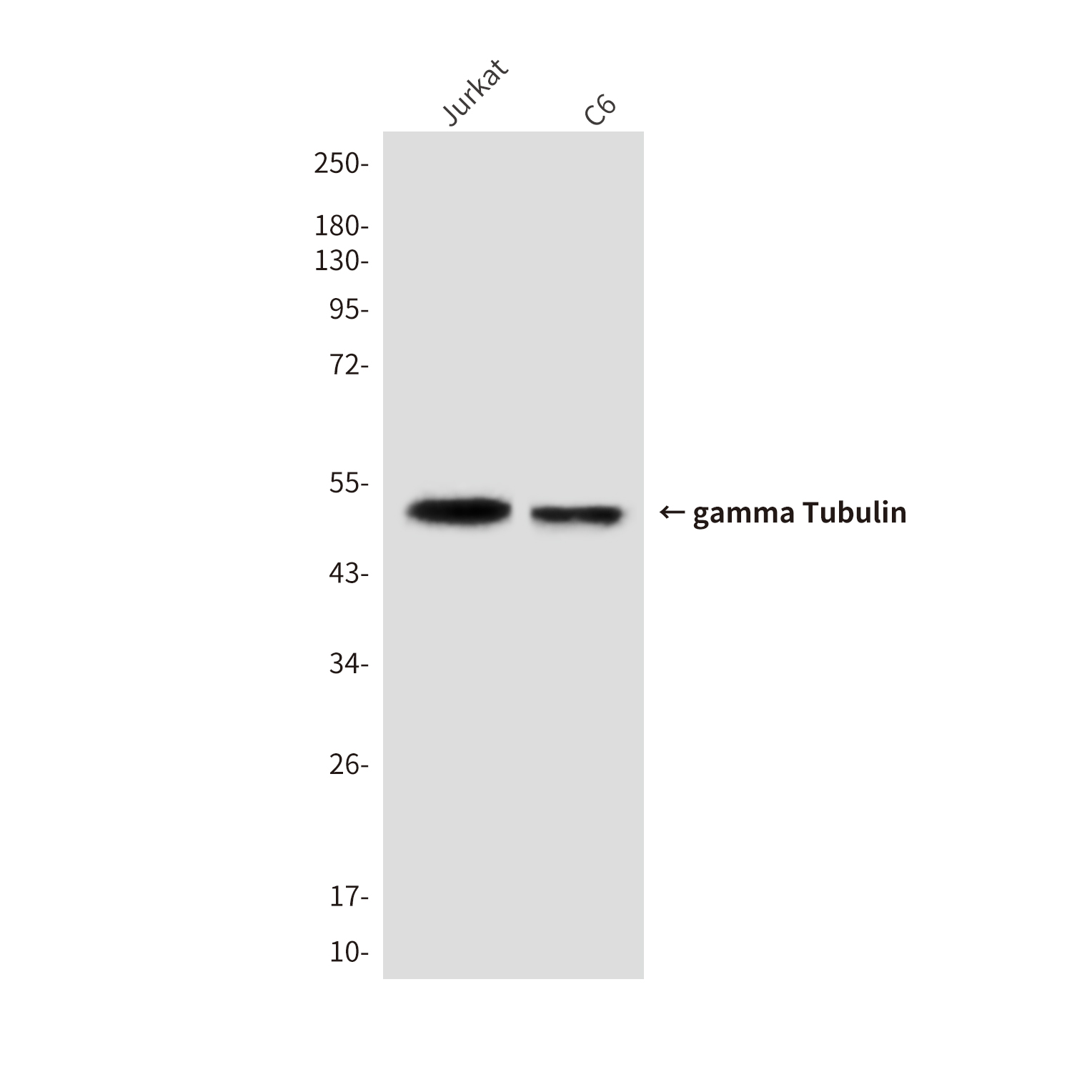 Mouse Monoclonal Antibody to gamma Tubulin
