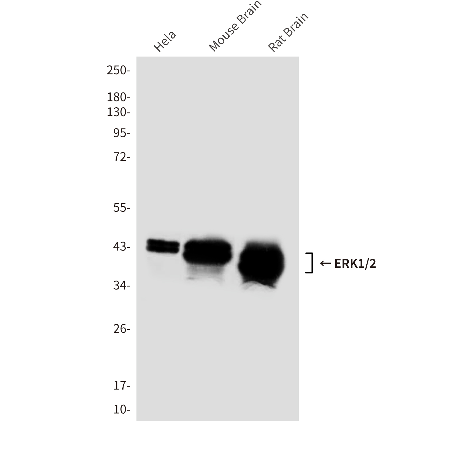 Mouse Monoclonal Antibody to ERK1/2