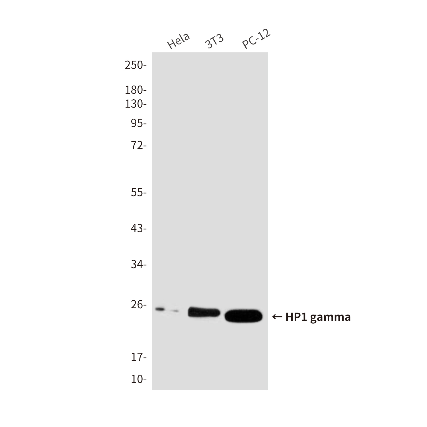 Mouse Monoclonal Antibody to HP1 gamma
