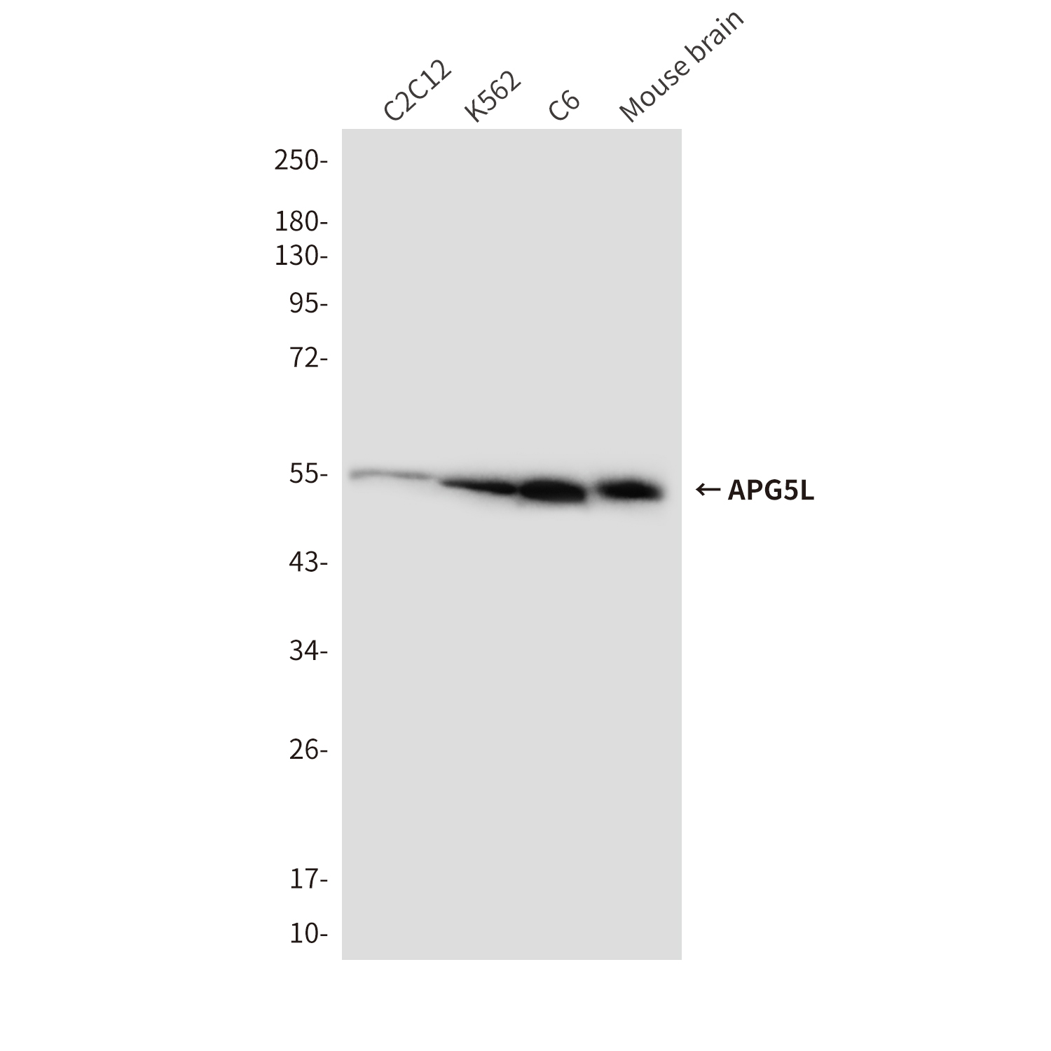 Mouse Monoclonal Antibody to APG5L