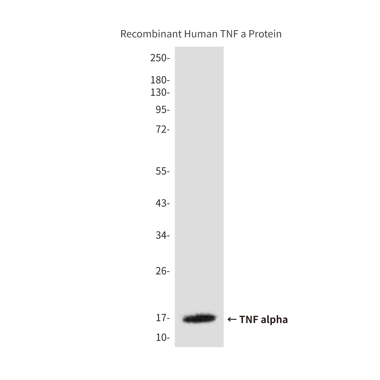 Mouse Monoclonal Antibody to TNF alpha