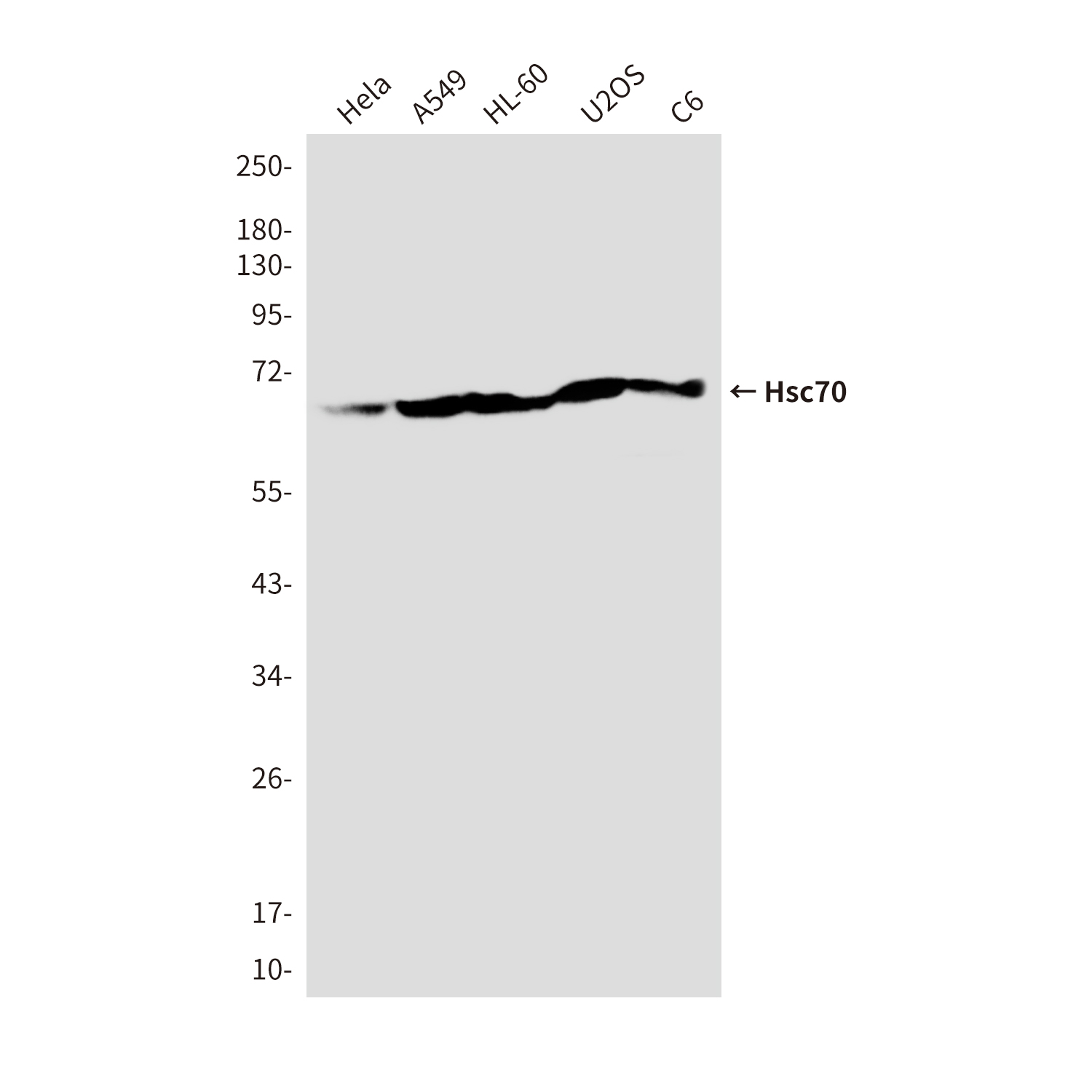 Mouse Monoclonal Antibody to Hsc70