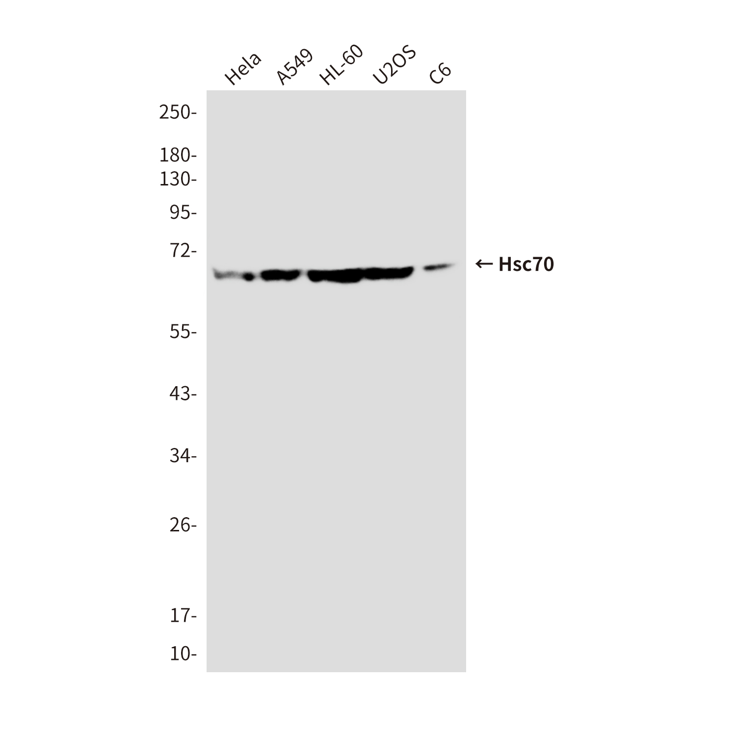 Mouse Monoclonal Antibody to Hsc70