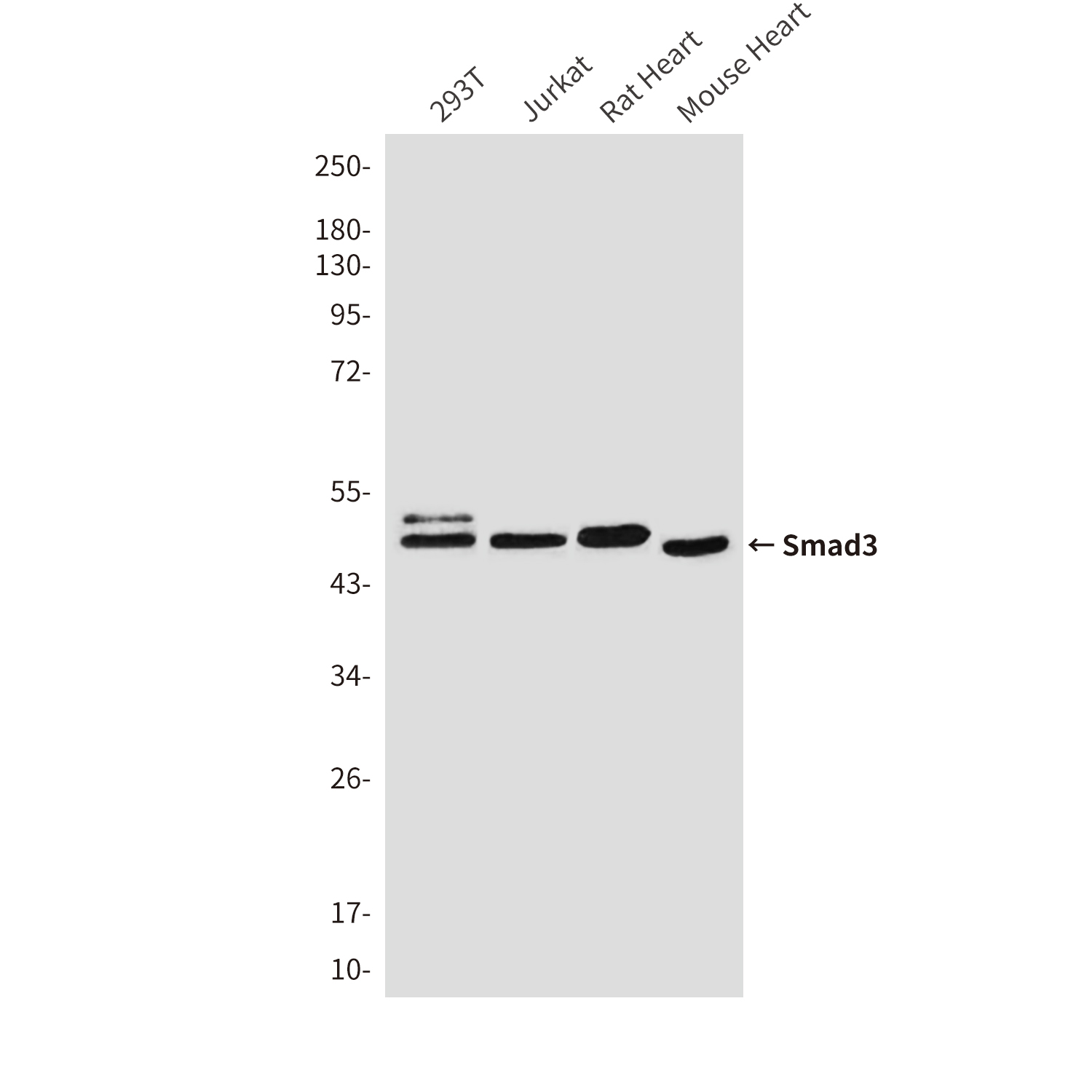 Mouse Monoclonal Antibody to Smad3
