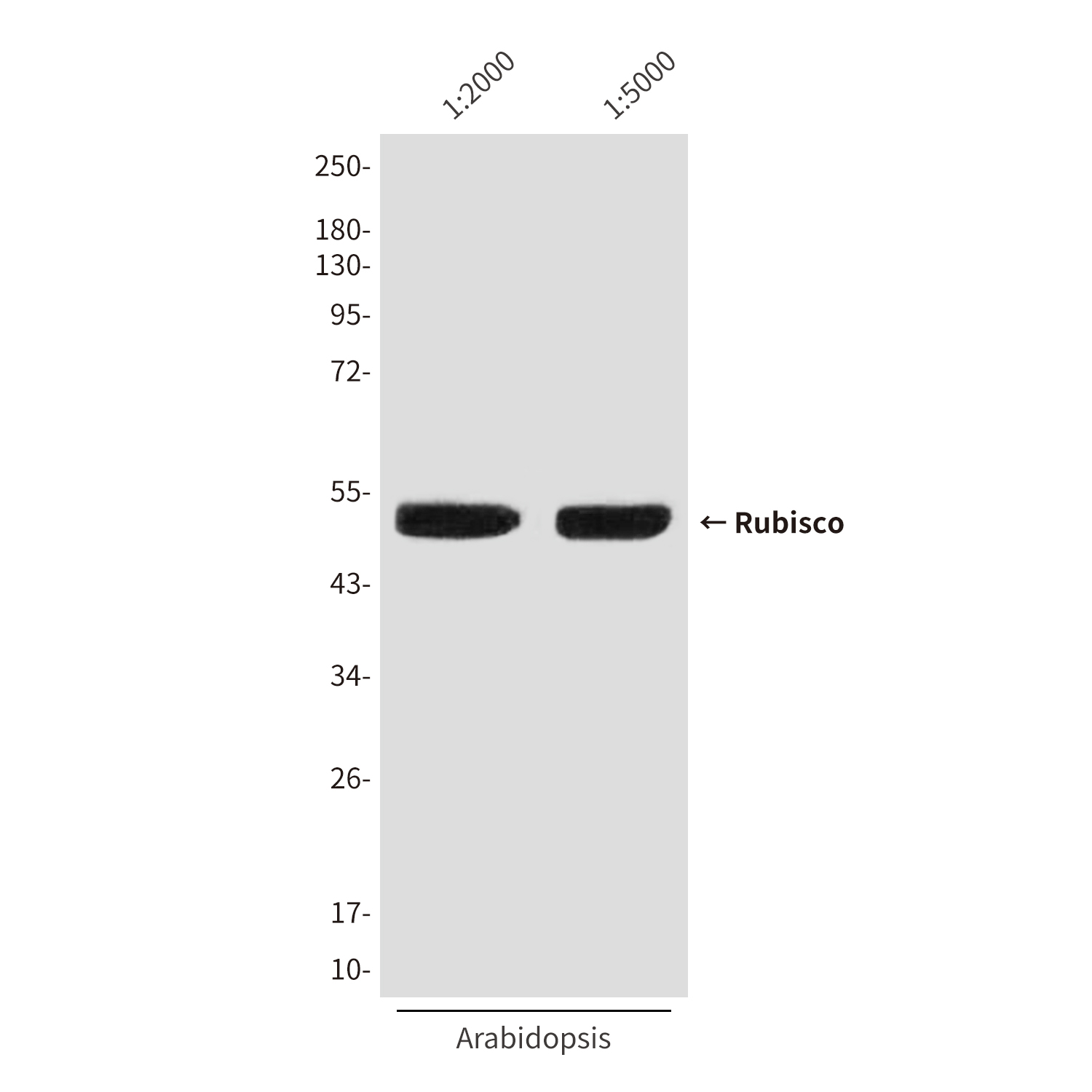 Mouse Monoclonal Antibody to Rubisco