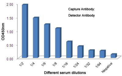 Mouse Monoclonal Antibody to Ferritin Light Chain