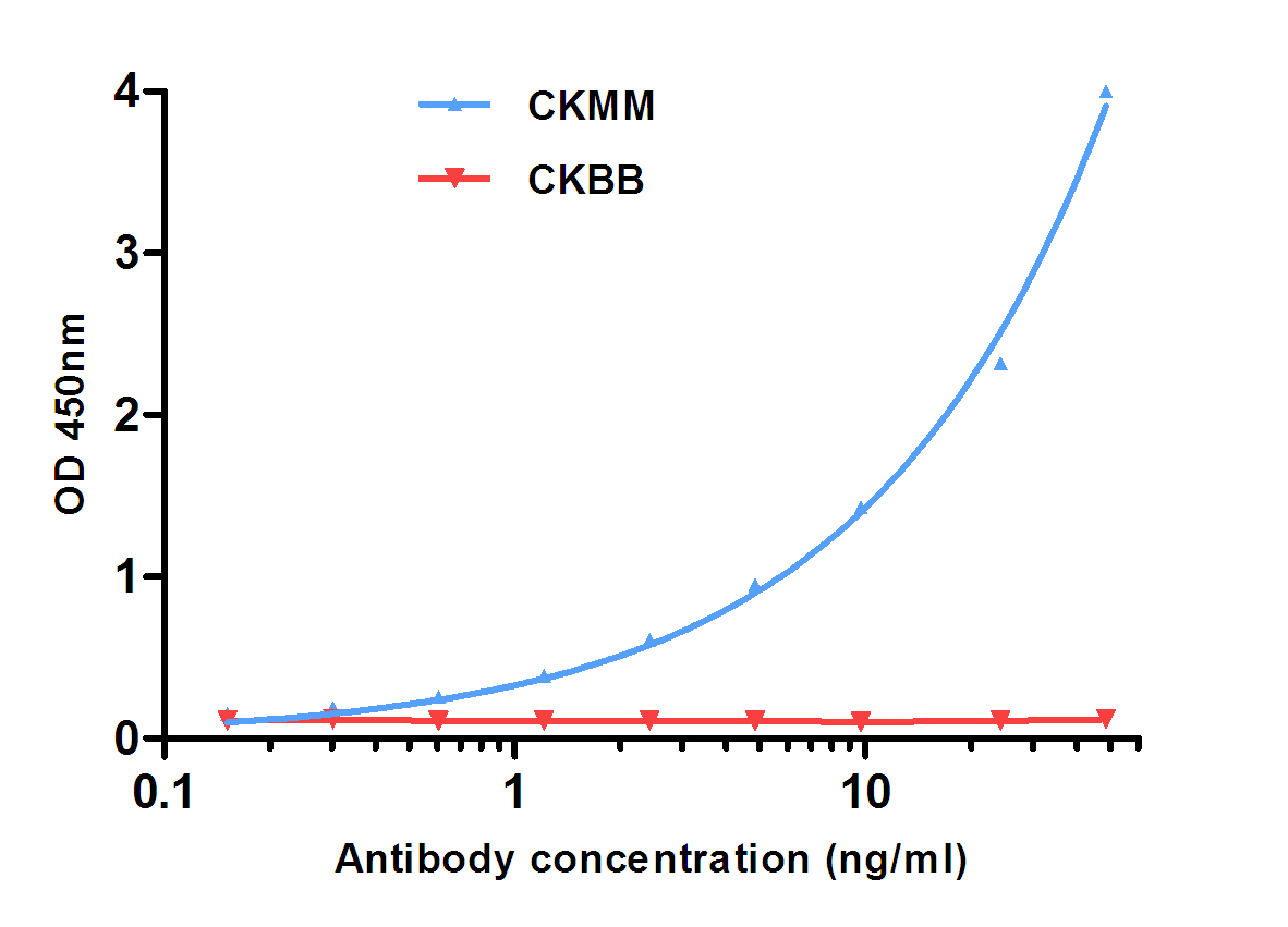 Mouse Monoclonal Antibody to CKM