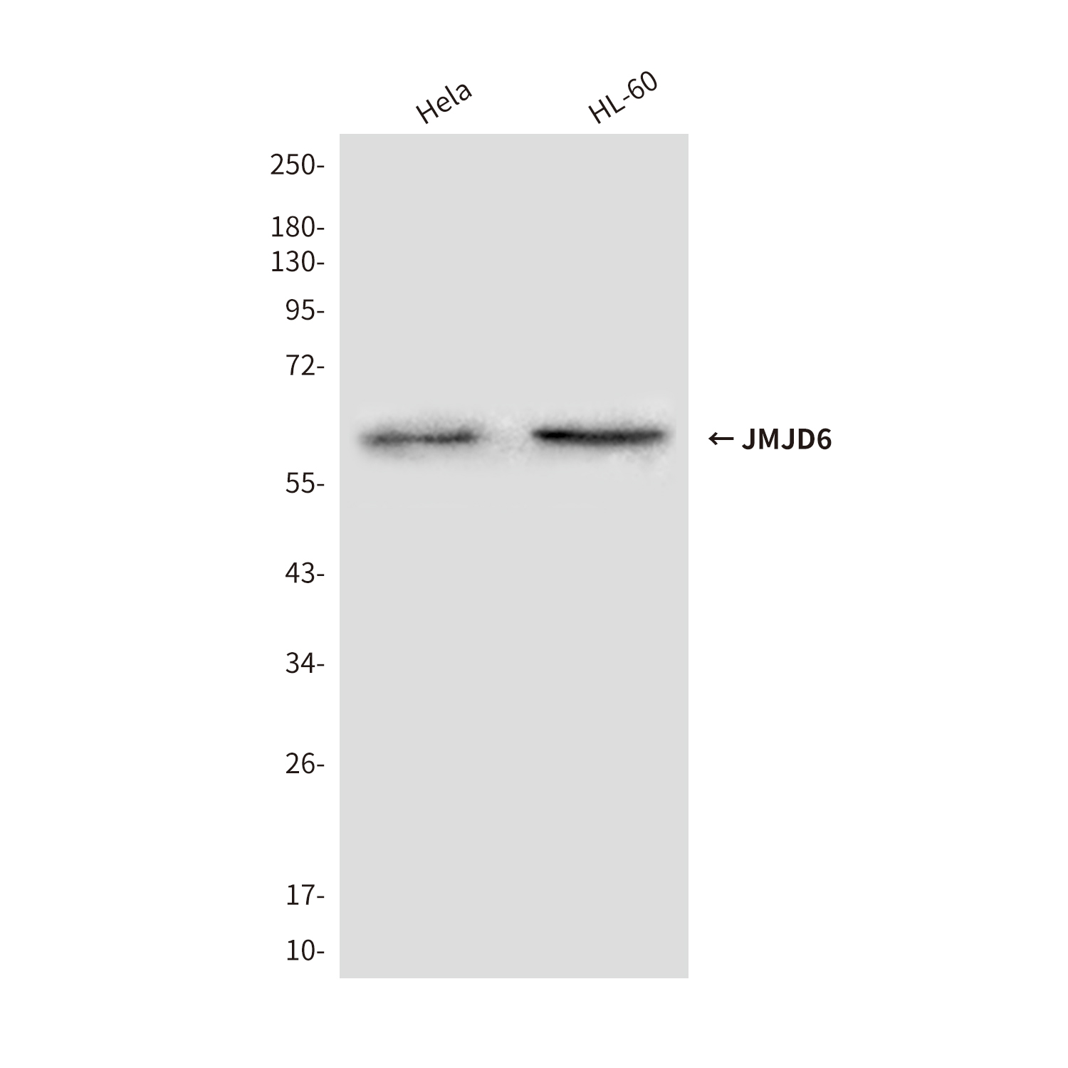 Mouse Monoclonal Antibody to JMJD6