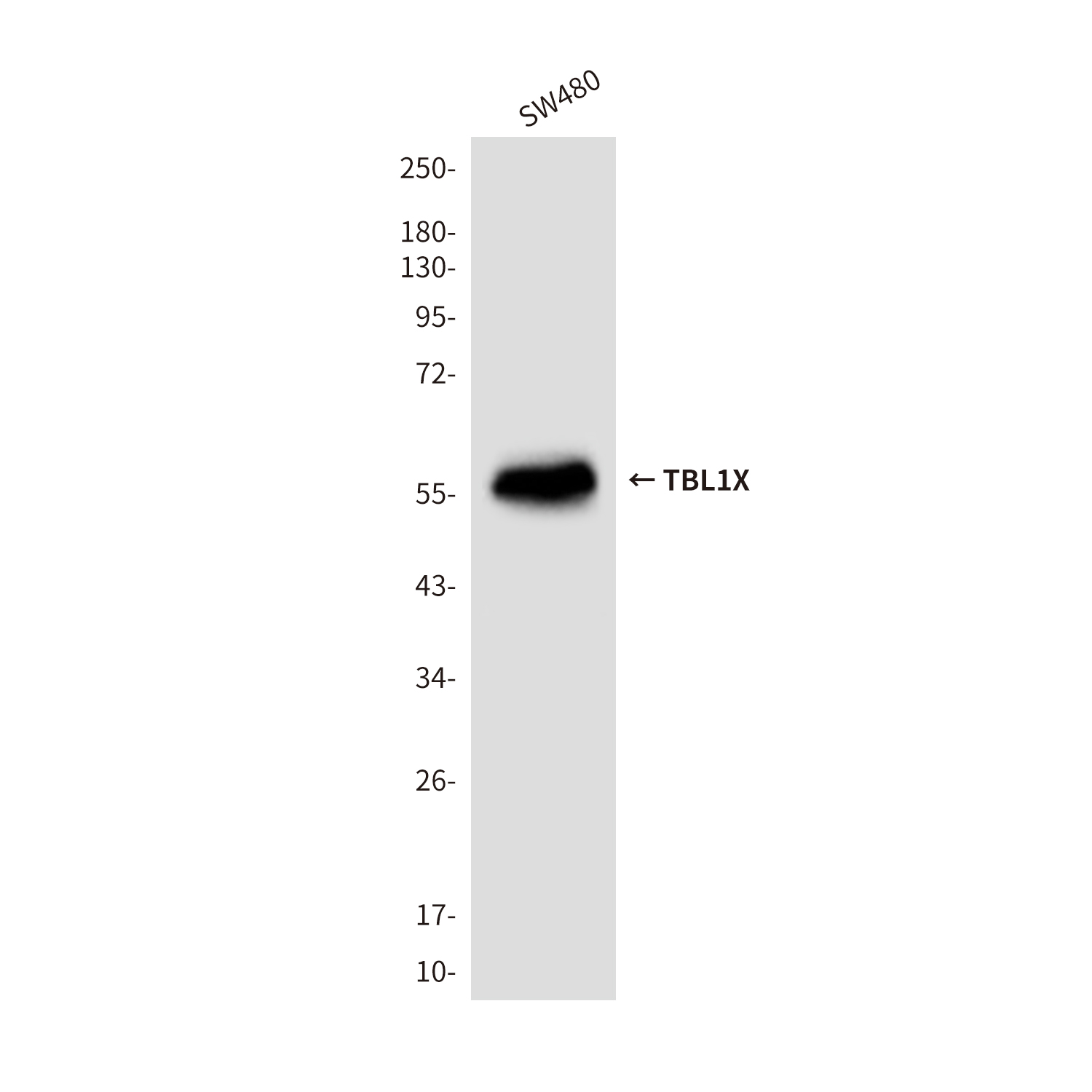 Mouse Monoclonal Antibody to TBL1X