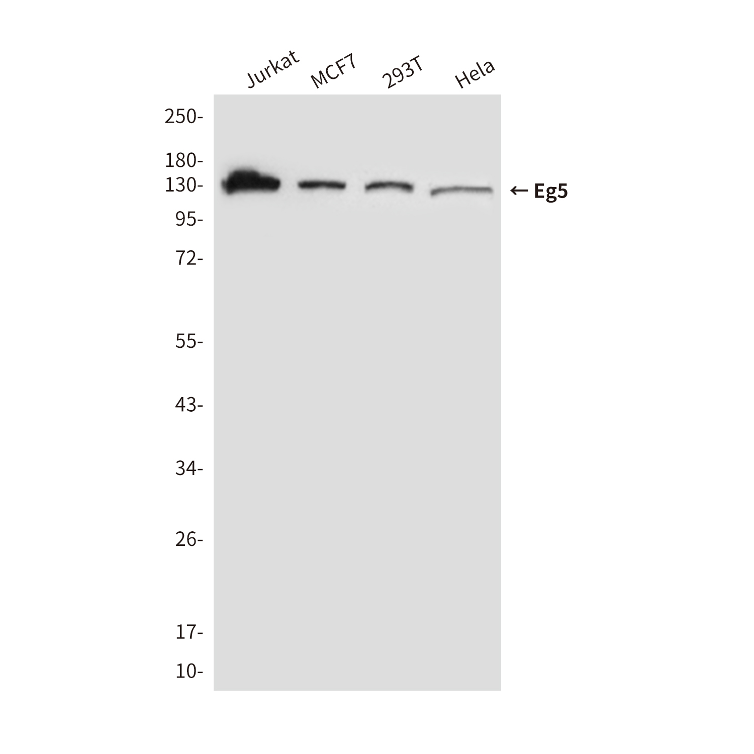 Mouse Monoclonal Antibody to Eg5